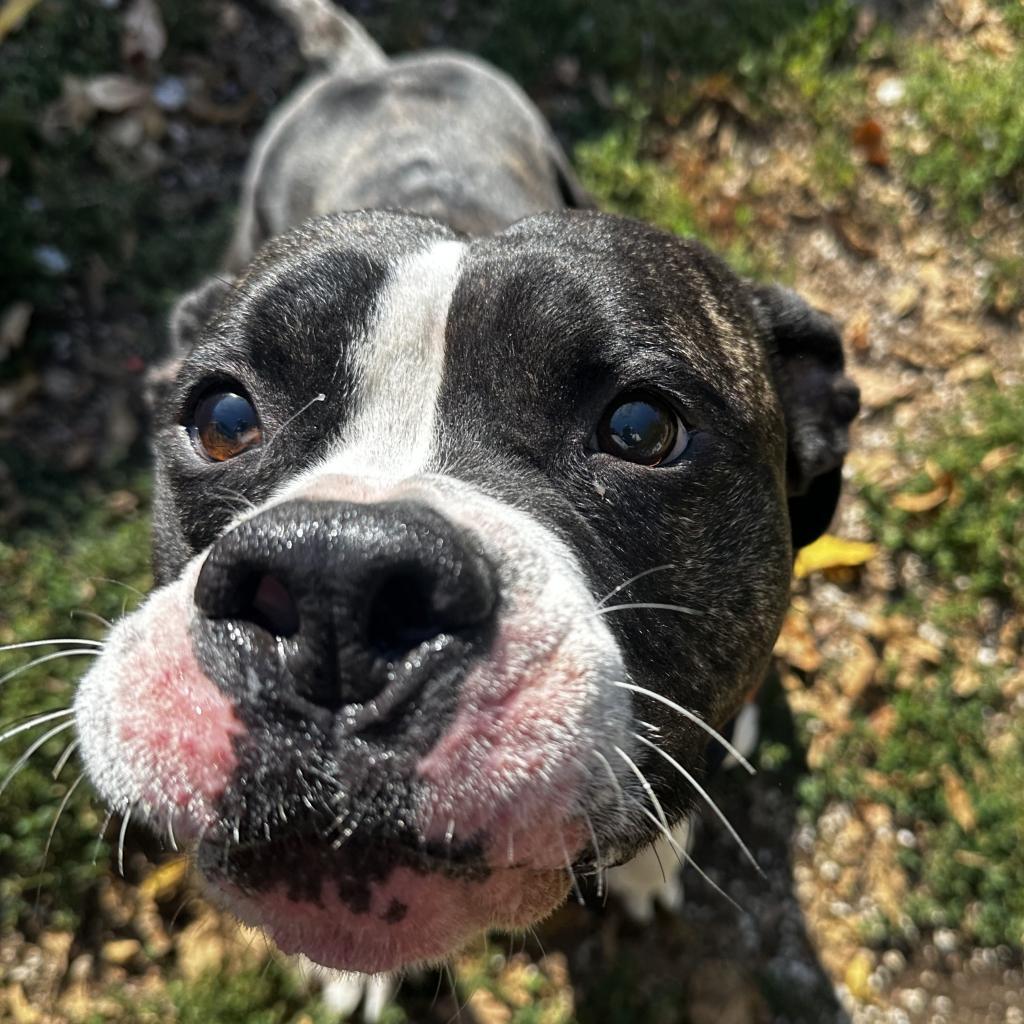 Bones, an adoptable American Bulldog, Boxer in Spring Hill, KS, 66083 | Photo Image 2