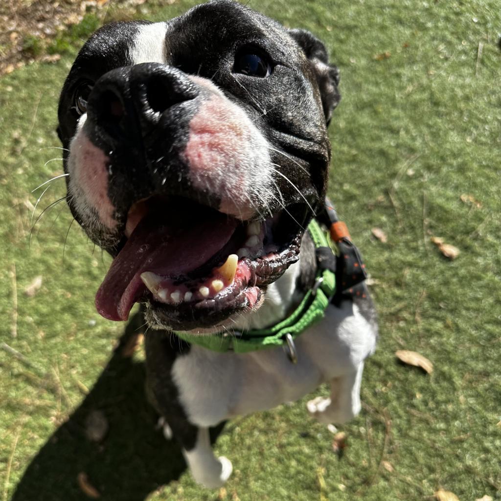 Bones, an adoptable American Bulldog, Boxer in Spring Hill, KS, 66083 | Photo Image 3