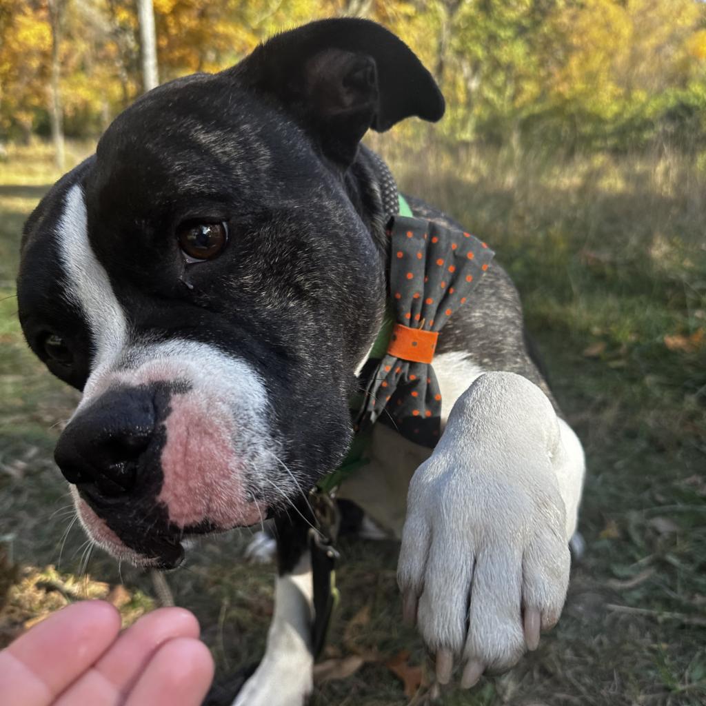 Bones, an adoptable American Bulldog, Boxer in Spring Hill, KS, 66083 | Photo Image 4
