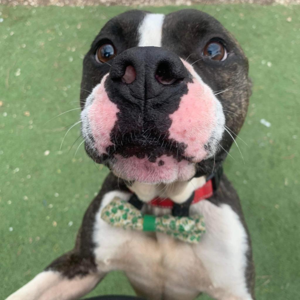 Bones, an adoptable American Bulldog, Boxer in Spring Hill, KS, 66083 | Photo Image 5