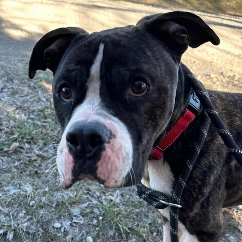 Bones, an adoptable American Bulldog, Boxer in Spring Hill, KS, 66083 | Photo Image 6