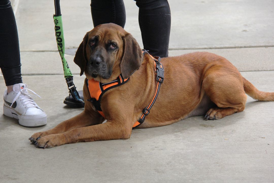 Jesse, an adoptable Bloodhound, Redbone Coonhound in Charlotte, NC, 28201 | Photo Image 2