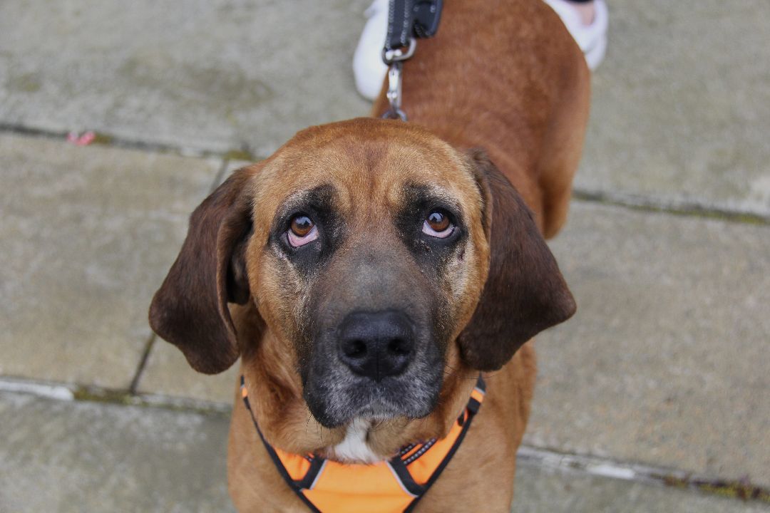 Jesse, an adoptable Bloodhound, Redbone Coonhound in Charlotte, NC, 28201 | Photo Image 3