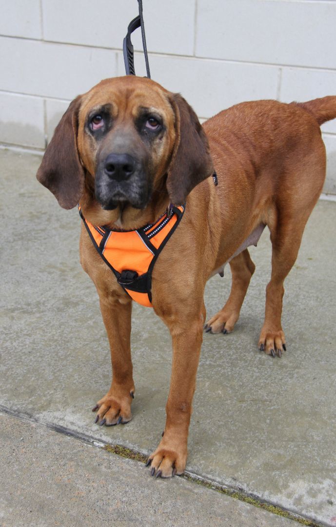 Jesse, an adoptable Bloodhound, Redbone Coonhound in Charlotte, NC, 28201 | Photo Image 4