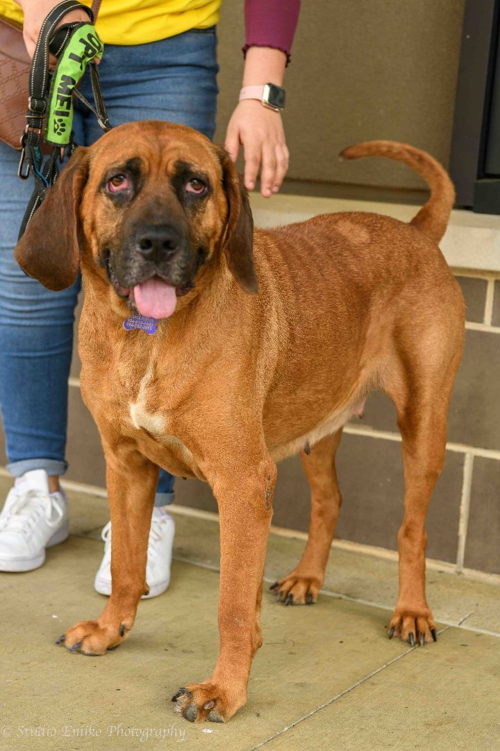 Jesse, an adoptable Bloodhound, Redbone Coonhound in Charlotte, NC, 28201 | Photo Image 1