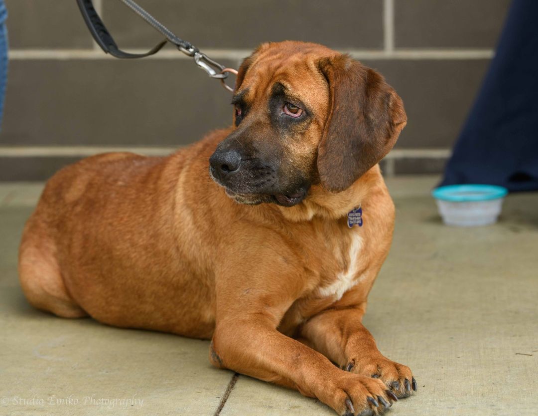 Jesse, an adoptable Bloodhound, Redbone Coonhound in Charlotte, NC, 28201 | Photo Image 5