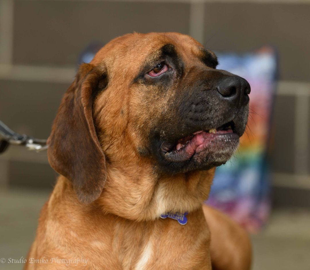 Jesse, an adoptable Bloodhound, Redbone Coonhound in Charlotte, NC, 28201 | Photo Image 6