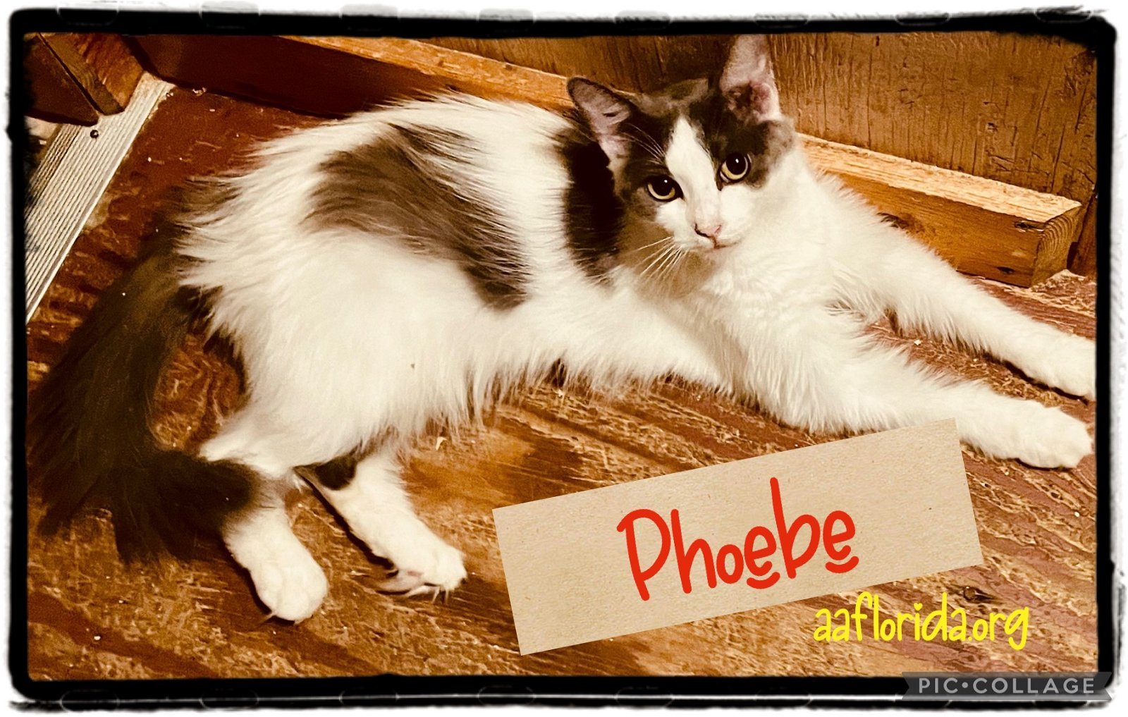 Phoebe detail page