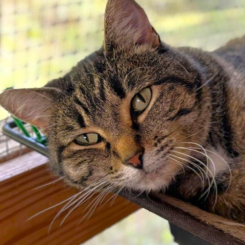 Hare, an adoptable Domestic Short Hair in Brighton, MO, 65617 | Photo Image 1