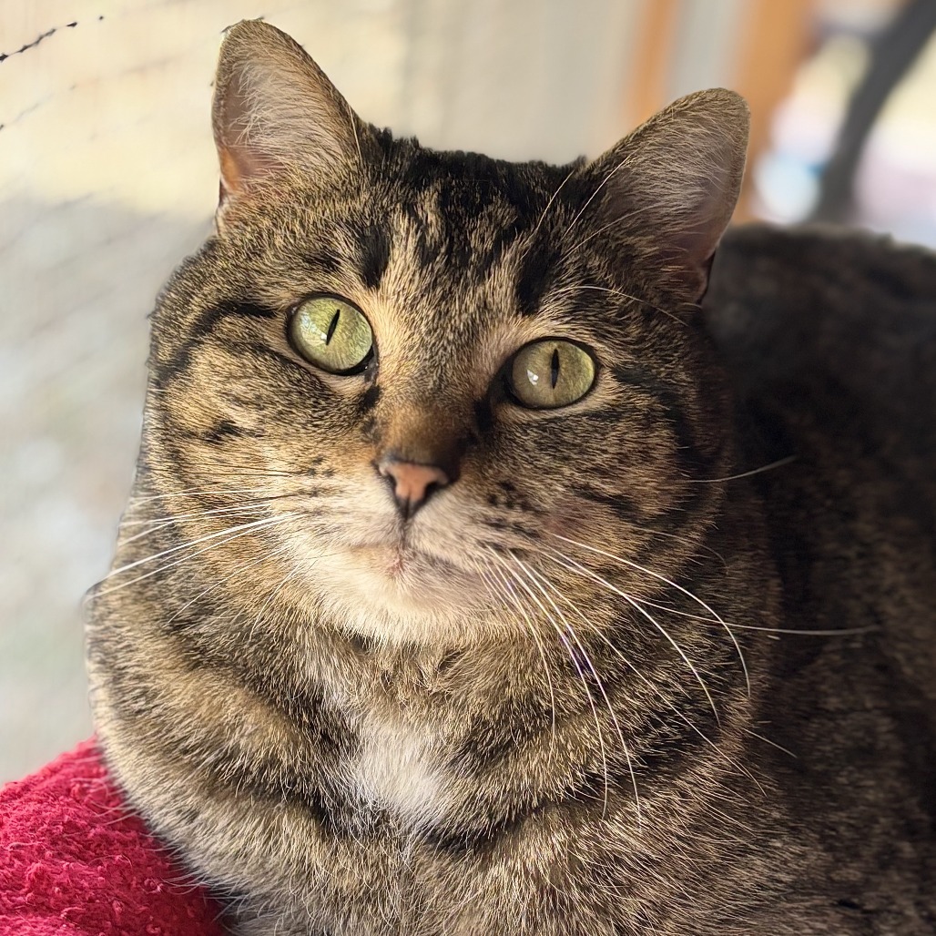 Hare, an adoptable Domestic Short Hair in Brighton, MO, 65617 | Photo Image 1
