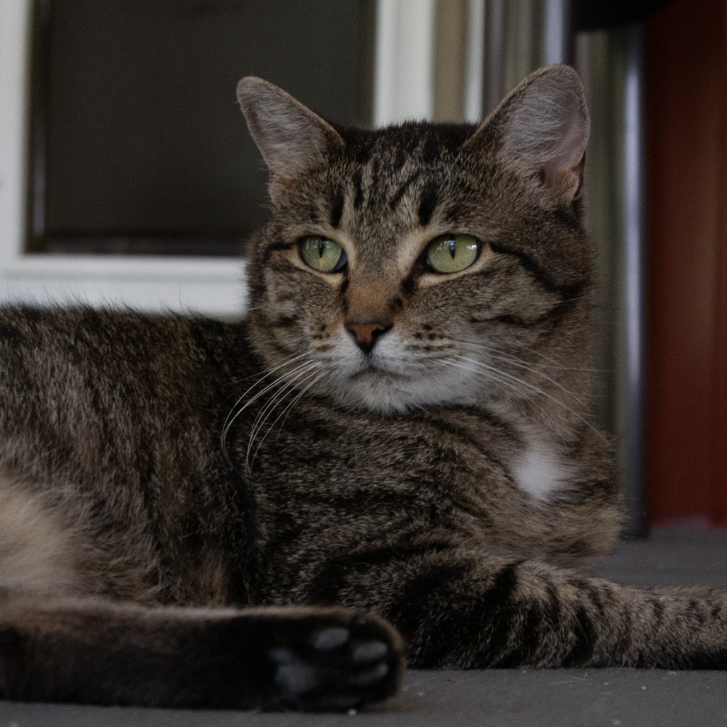 Hare, an adoptable Domestic Short Hair in Brighton, MO, 65617 | Photo Image 1