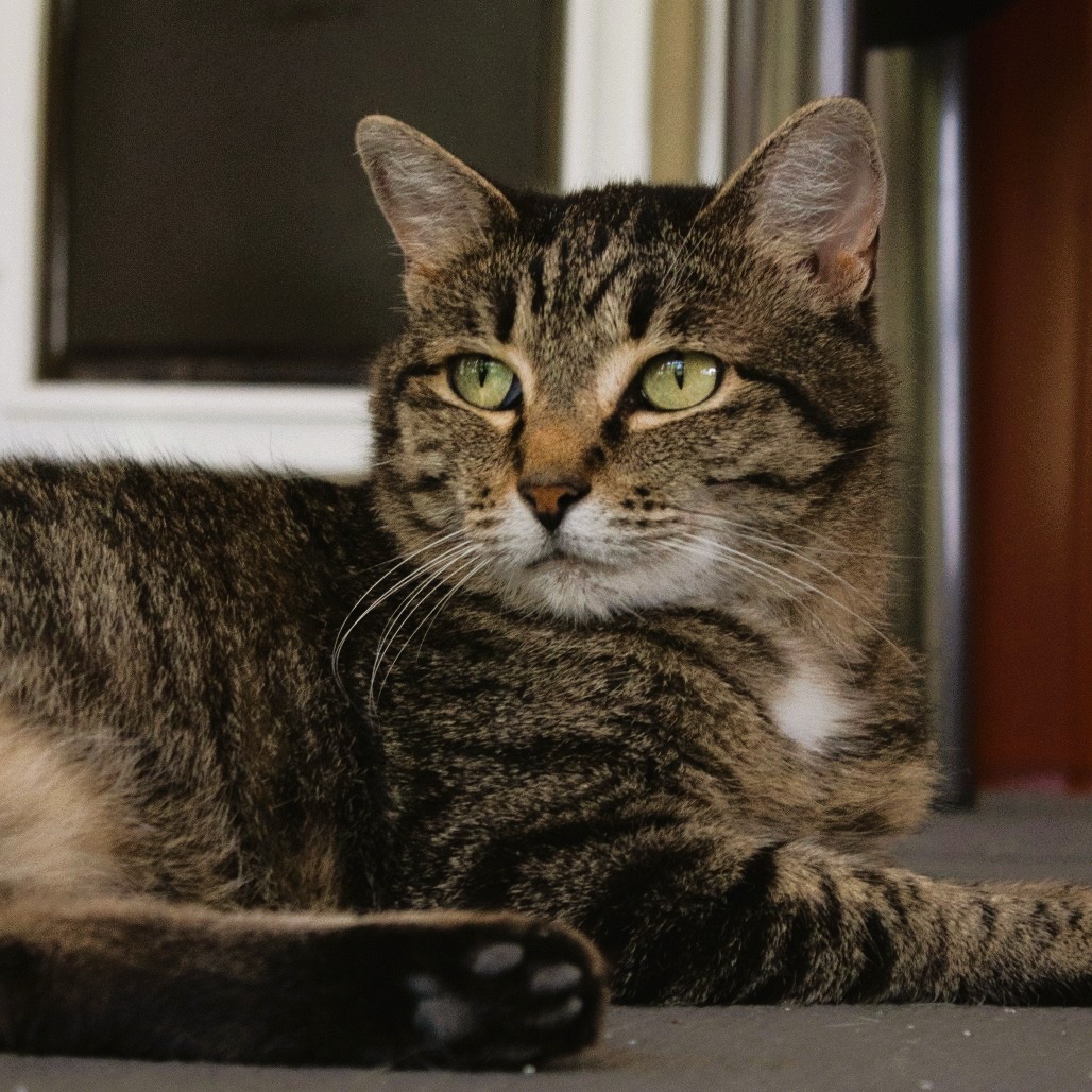 Hare, an adoptable Domestic Short Hair in Brighton, MO, 65617 | Photo Image 1