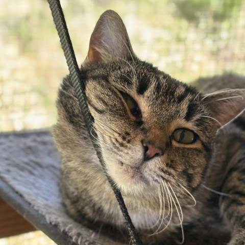 Hare, an adoptable Domestic Short Hair in Brighton, MO, 65617 | Photo Image 2