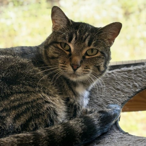 Hare, an adoptable Domestic Short Hair in Brighton, MO, 65617 | Photo Image 3