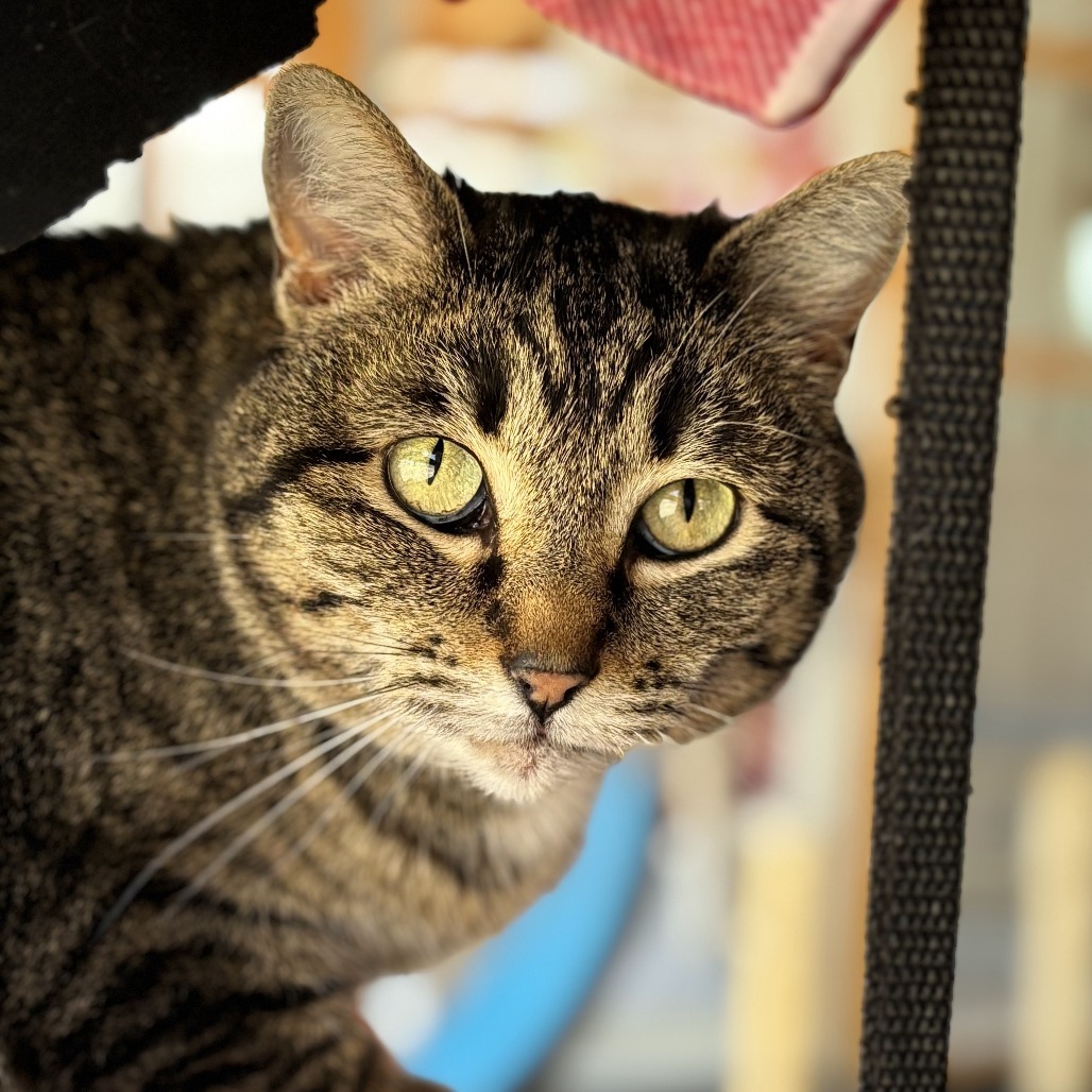 Hare, an adoptable Domestic Short Hair in Brighton, MO, 65617 | Photo Image 5