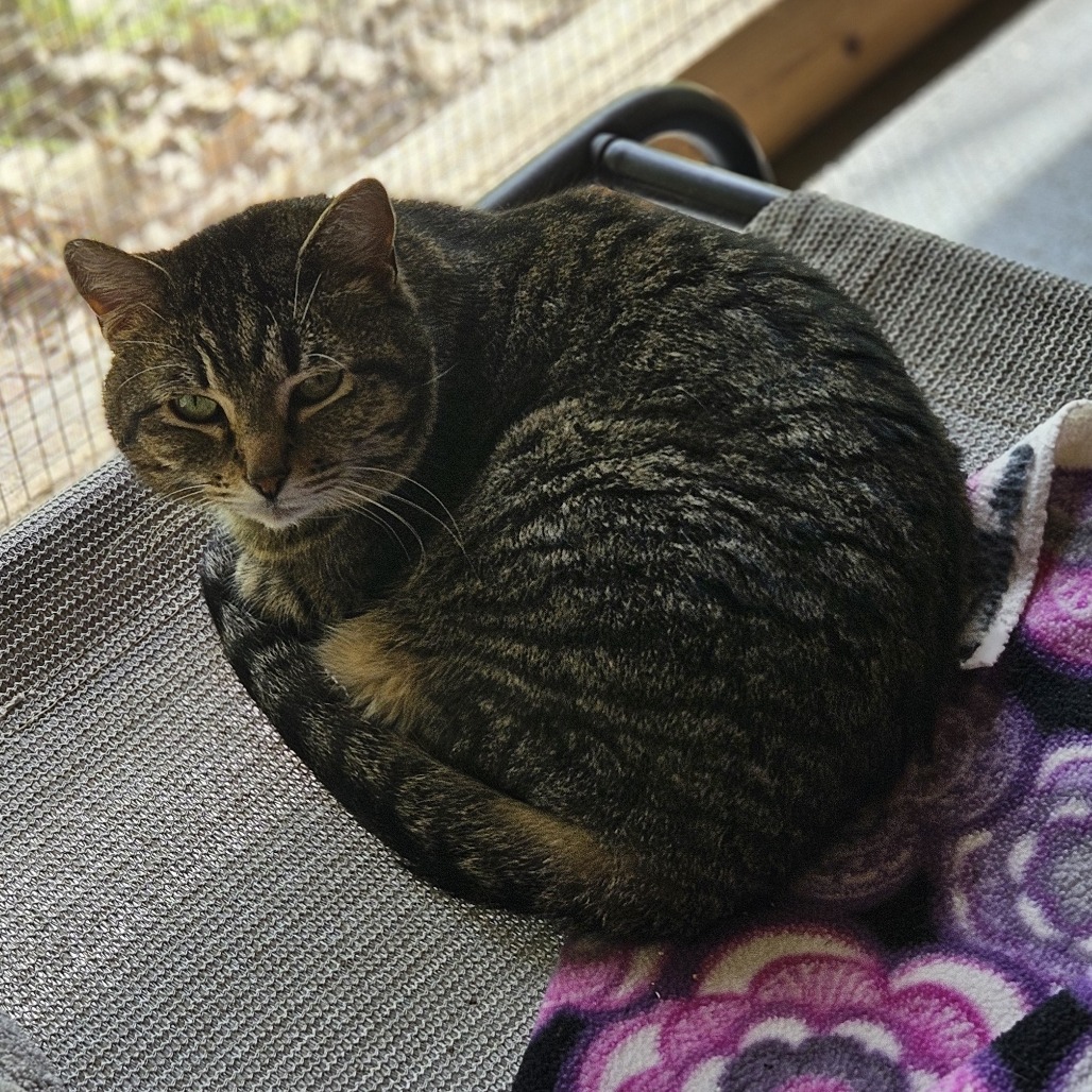 Hare, an adoptable Domestic Short Hair in Brighton, MO, 65617 | Photo Image 6