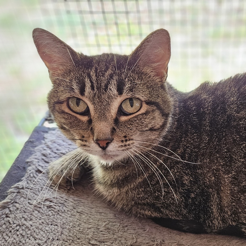 Hare, an adoptable Domestic Short Hair in Brighton, MO, 65617 | Photo Image 6