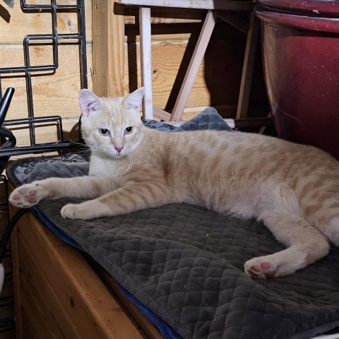 Friday, an adoptable Domestic Short Hair in Bismarck, ND, 58507 | Photo Image 1