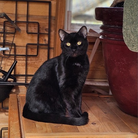 Mambo, an adoptable Domestic Short Hair in Bismarck, ND, 58507 | Photo Image 1