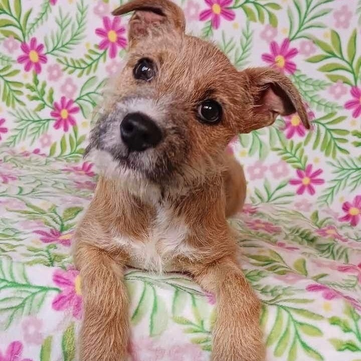 Jack russell terrier 2024 border terrier mix