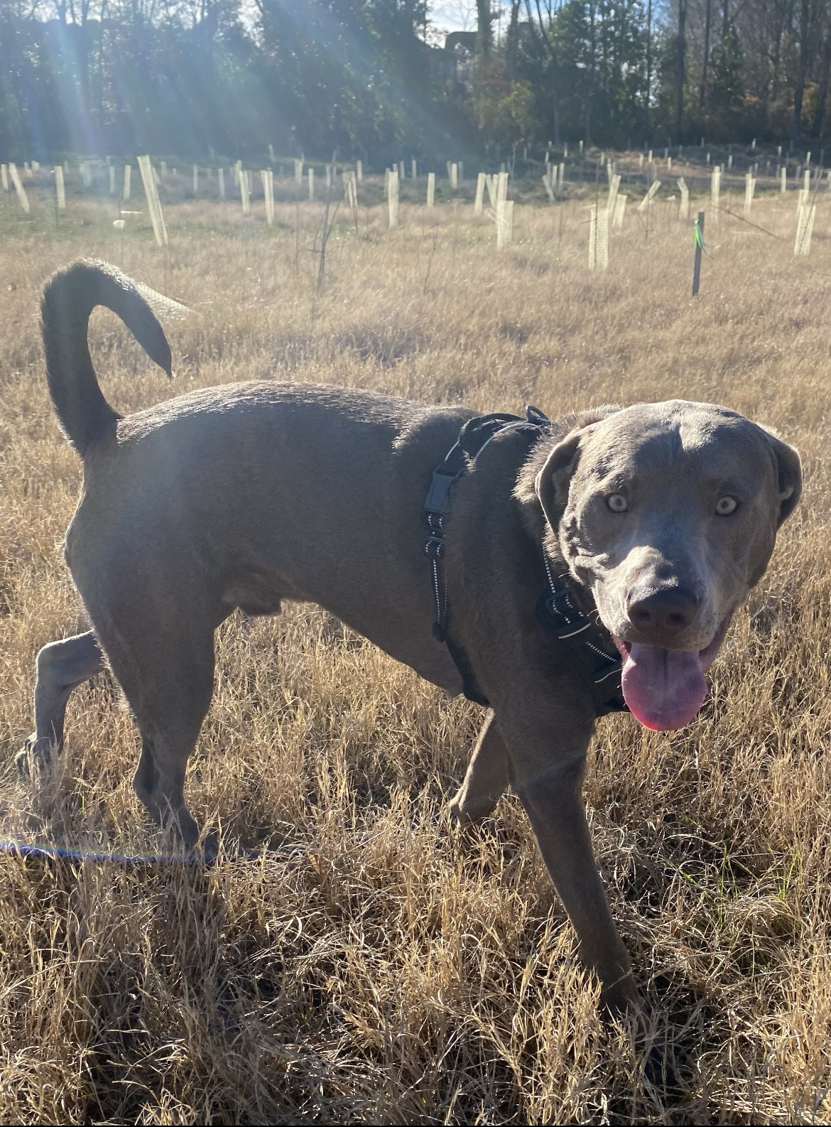 Ozzy Oak, an adoptable Labrador Retriever in Holly Springs, NC, 27540 | Photo Image 3