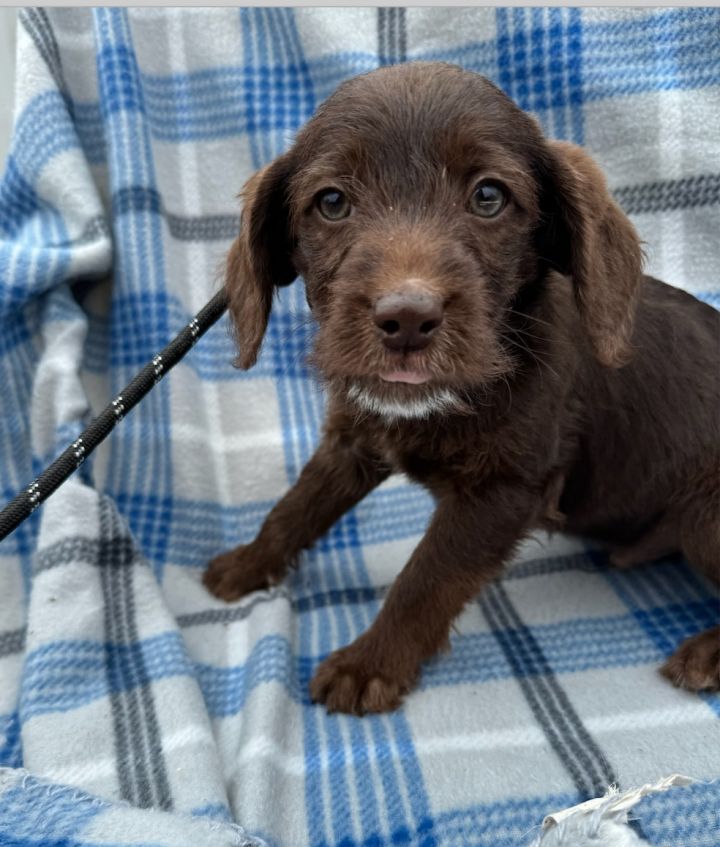 Wirehaired sales poodle mix