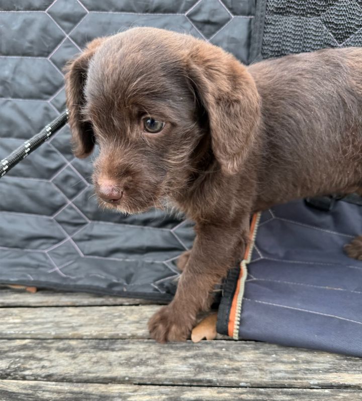 Wirehaired sales poodle mix