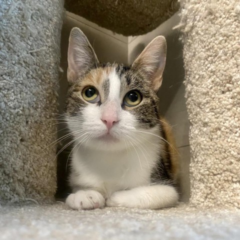 Hazel, an adoptable Domestic Short Hair in Hailey, ID, 83333 | Photo Image 1