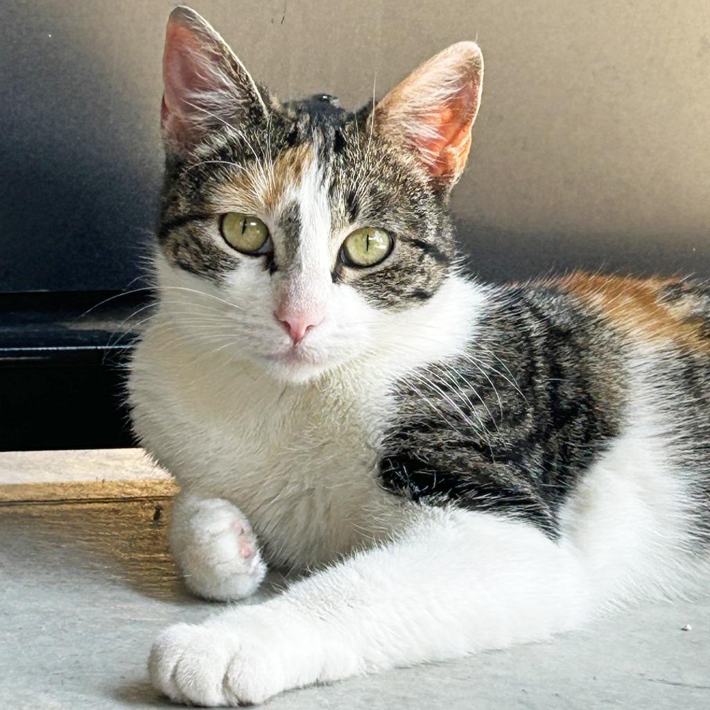 Hazel, an adoptable Domestic Short Hair in Hailey, ID, 83333 | Photo Image 1