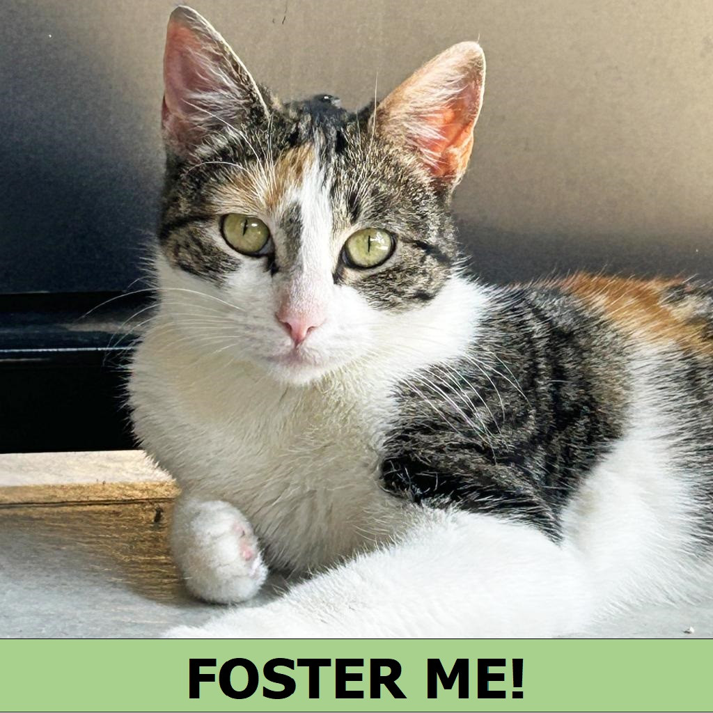 Hazel, an adoptable Domestic Short Hair in Hailey, ID, 83333 | Photo Image 1