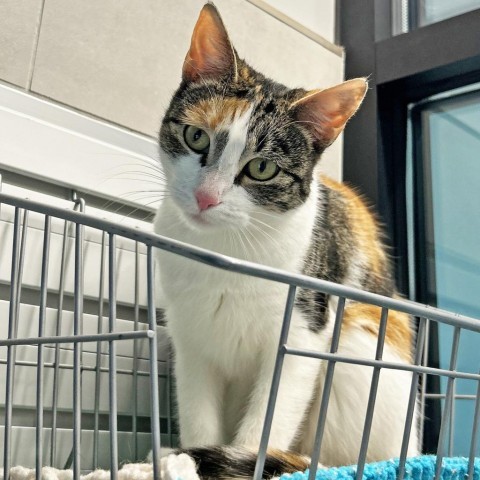 Hazel, an adoptable Domestic Short Hair in Hailey, ID, 83333 | Photo Image 3