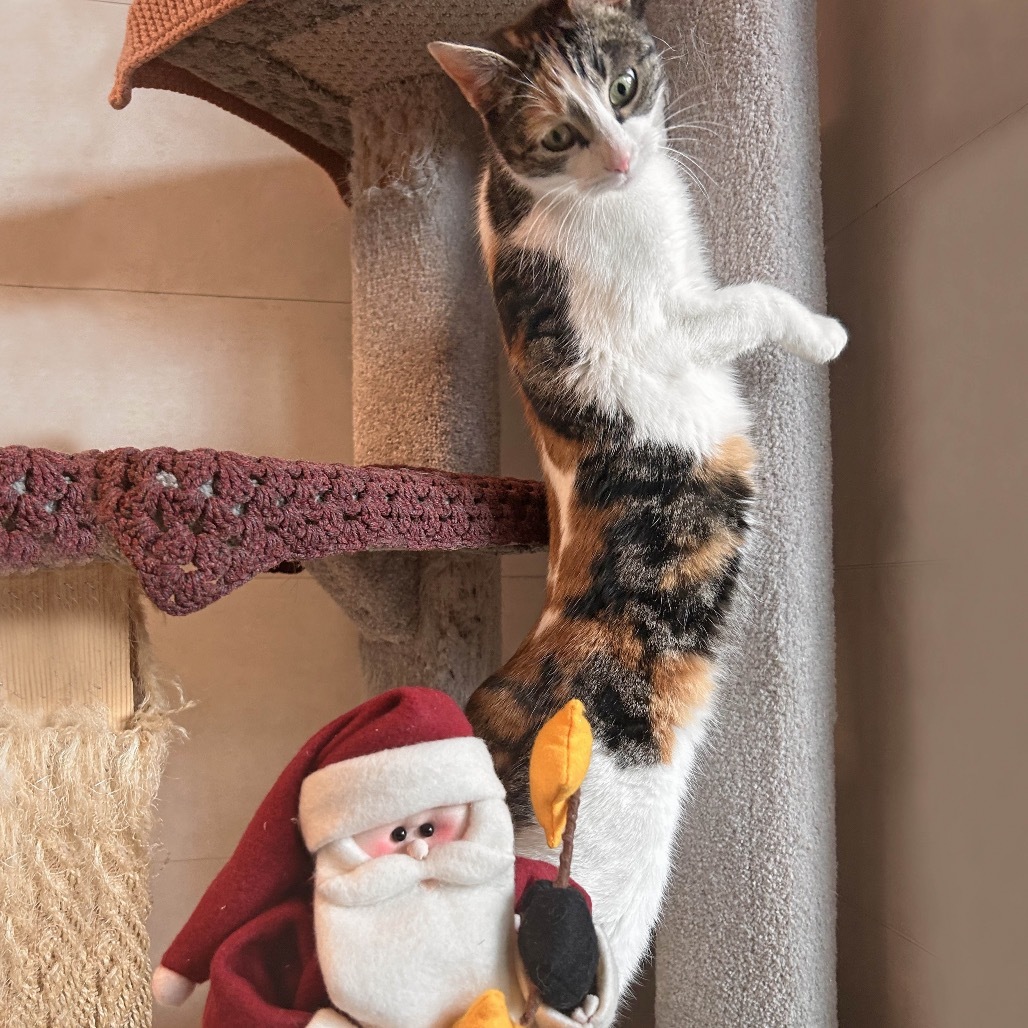 Hazel, an adoptable Domestic Short Hair in Hailey, ID, 83333 | Photo Image 5