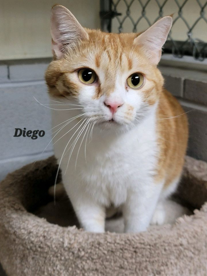 Diego (22-313)