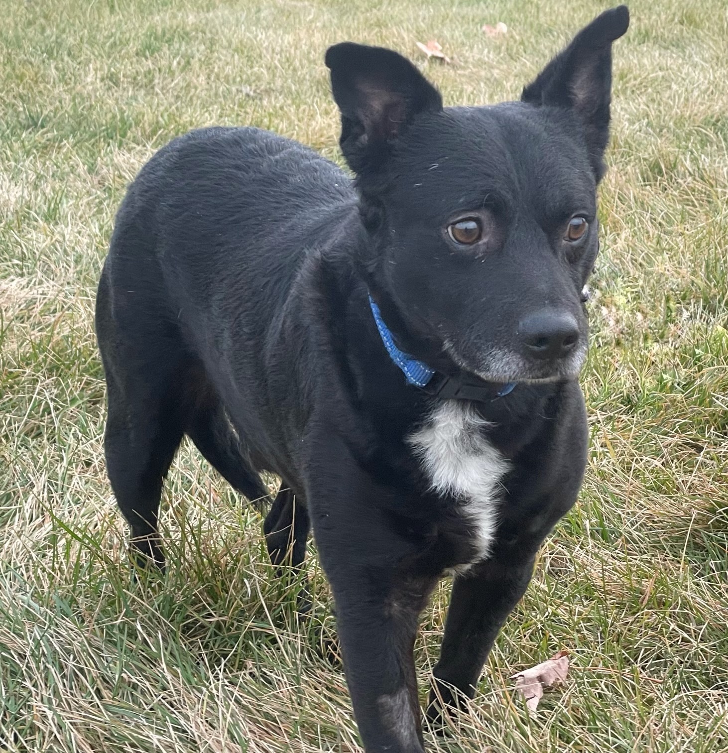 Bart, an adoptable Australian Kelpie in Twin Falls, ID, 83301 | Photo Image 1