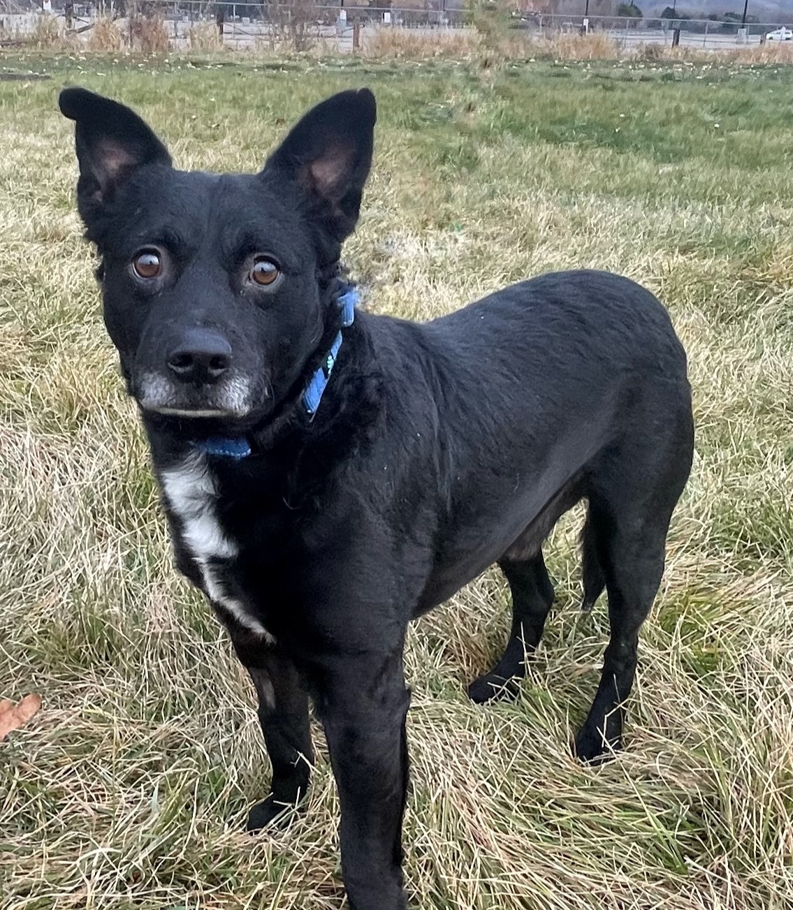 Bart, an adoptable Australian Kelpie in Twin Falls, ID, 83301 | Photo Image 2