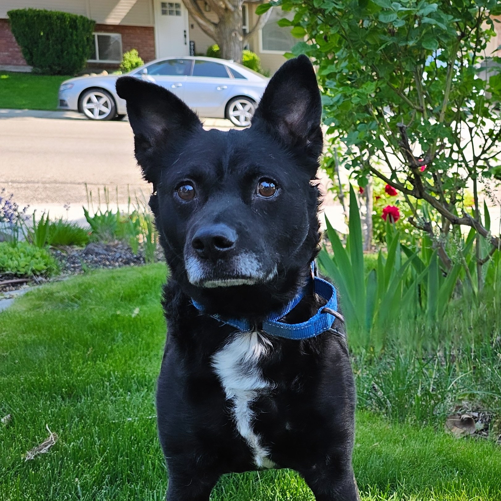 Bart, an adoptable Australian Kelpie in Twin Falls, ID, 83301 | Photo Image 3