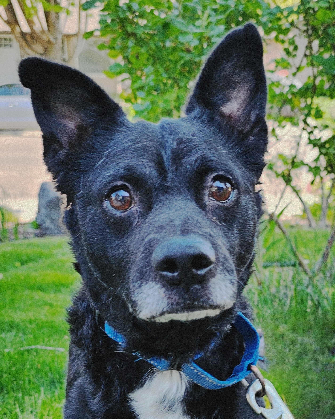 Bart, an adoptable Australian Kelpie in Twin Falls, ID, 83301 | Photo Image 4