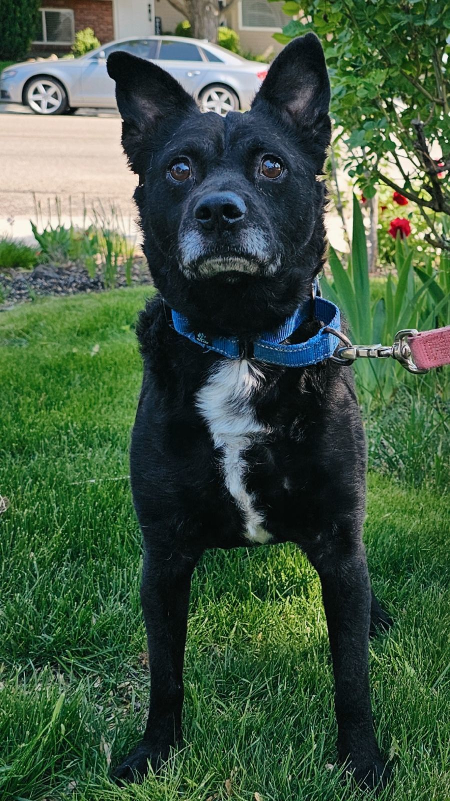 Bart, an adoptable Australian Kelpie in Twin Falls, ID, 83301 | Photo Image 5