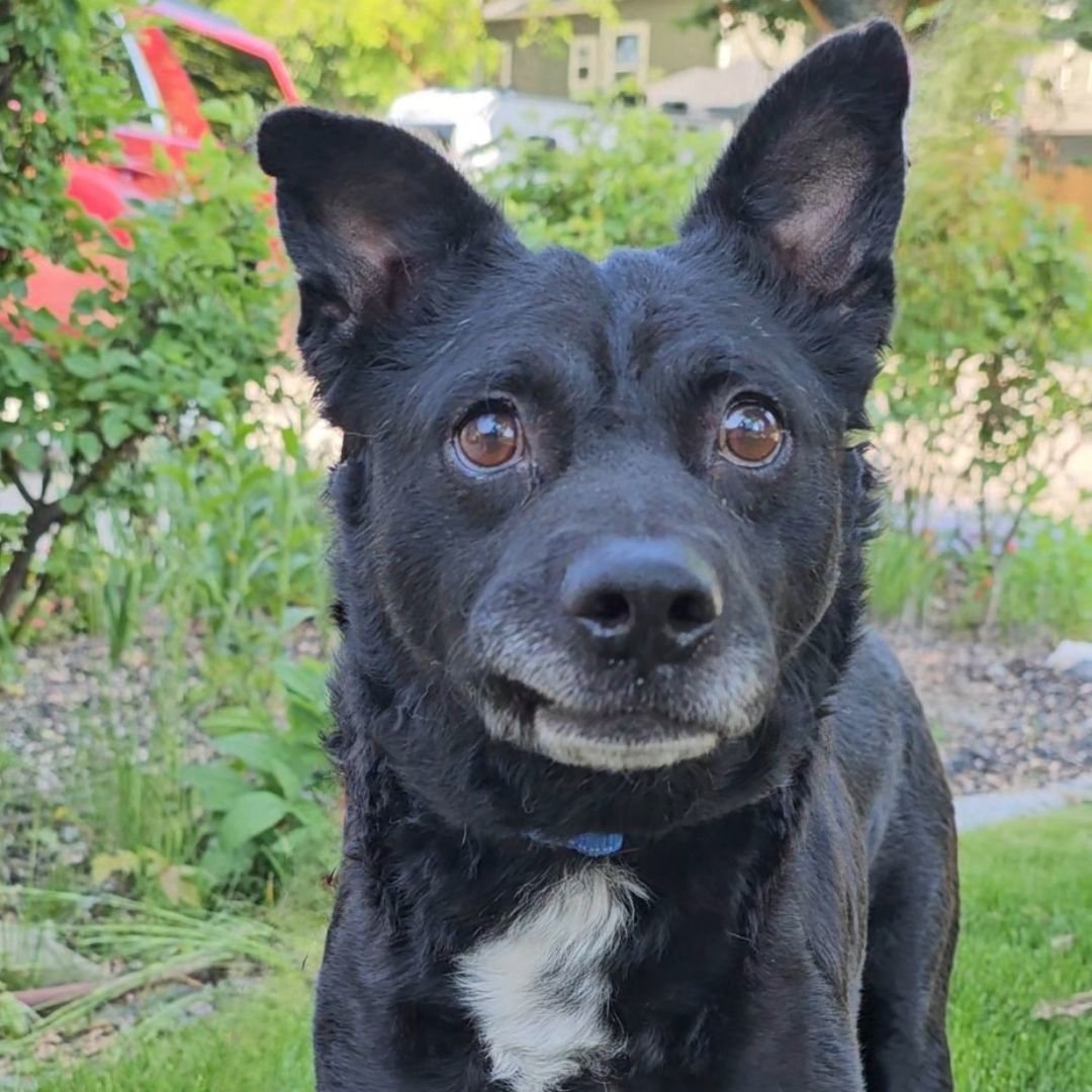 Bart, an adoptable Australian Kelpie in Twin Falls, ID, 83301 | Photo Image 6