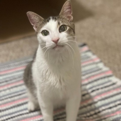 Link (Lincoln), an adoptable Domestic Short Hair in Bountiful, UT, 84010 | Photo Image 1