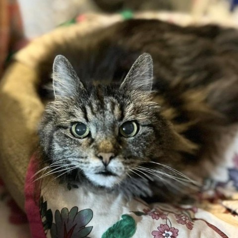 Minerva, an adoptable Domestic Long Hair in Bountiful, UT, 84010 | Photo Image 1