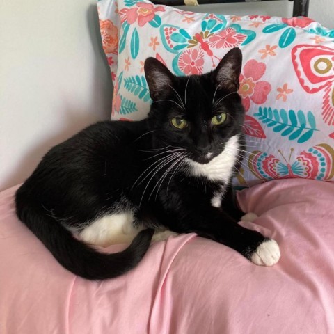 Whiskers, an adoptable Domestic Short Hair in Bountiful, UT, 84010 | Photo Image 1