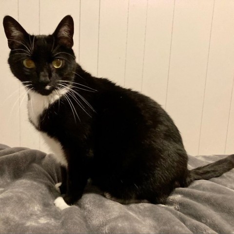 Whiskers, an adoptable Domestic Short Hair in Bountiful, UT, 84010 | Photo Image 2