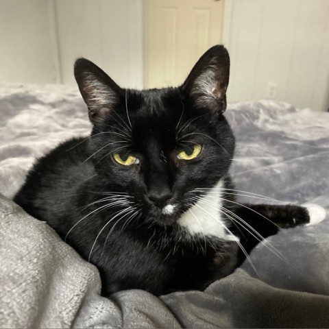 Whiskers, an adoptable Domestic Short Hair in Bountiful, UT, 84010 | Photo Image 3