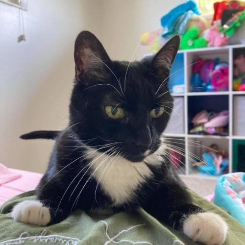 Whiskers, an adoptable Domestic Short Hair in Bountiful, UT, 84010 | Photo Image 6