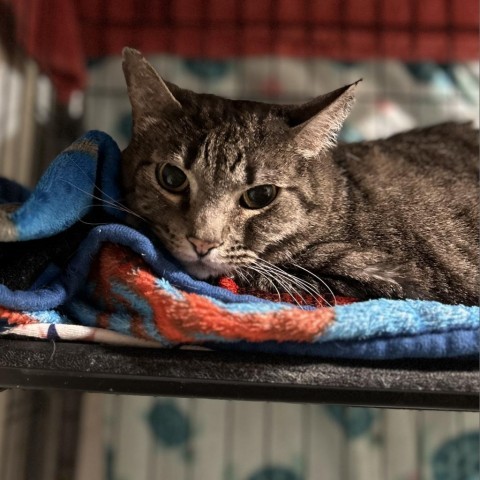 Jelly, an adoptable Domestic Short Hair in Bountiful, UT, 84010 | Photo Image 3