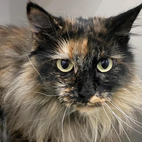 Sadie, an adoptable Domestic Long Hair in Bountiful, UT, 84010 | Photo Image 1