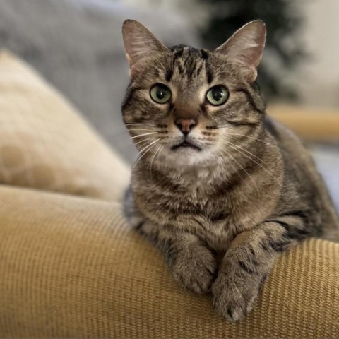 Tuna, an adoptable Domestic Short Hair in Bountiful, UT, 84010 | Photo Image 1