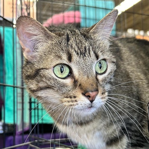 Tuna, an adoptable Domestic Short Hair in Bountiful, UT, 84010 | Photo Image 3