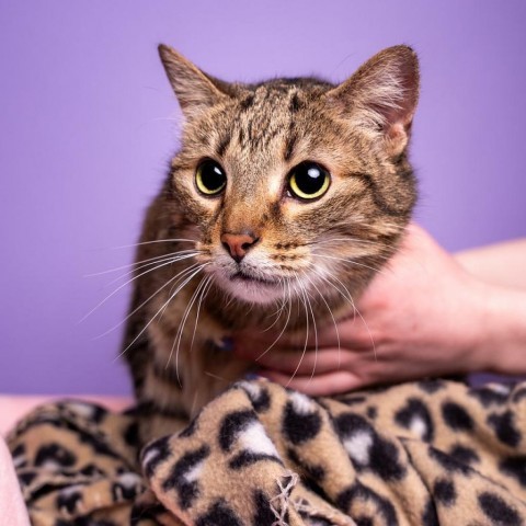 Tuna, an adoptable Domestic Short Hair in Bountiful, UT, 84010 | Photo Image 5